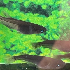 お盆特価★メダカ★黒天幻龍の画像