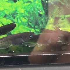 お盆特価★メダカ★黒天幻龍の画像