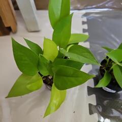 〖観葉植物〗ポトスライム　1ポット200円の画像