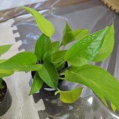 〖観葉植物〗ポトスライム　1ポット200円の画像