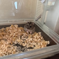ハムスター