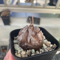 亀甲竜の画像