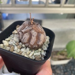 亀甲竜の画像