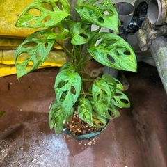 観葉植物　もらってください
の画像