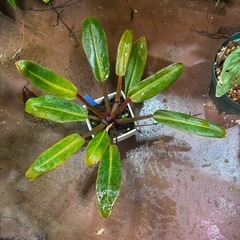 観葉植物　もらってください
の画像