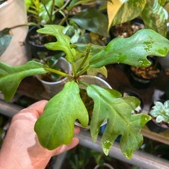 観葉植物　もらってください
の画像