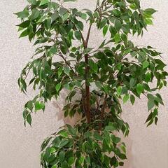 0731-039 造花　観葉植物の画像