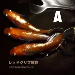メダカ 【レッドクリフ紅白】Aタイプ 1ペア＋2メスの画像