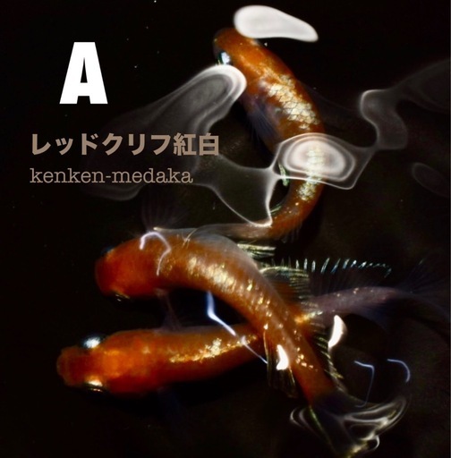 コンプ多数！ 紅白生写真1 メダカ 【レッドクリフ紅白】Aタイプ 1ペア＋2メス (KenKen