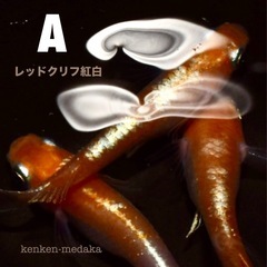 メダカ 【レッドクリフ紅白】Aタイプ 1ペア＋2メスの画像
