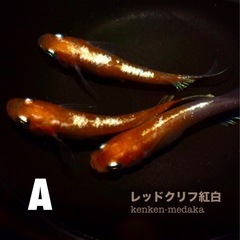 メダカ 【レッドクリフ紅白】Aタイプ 1ペア＋2メスの画像