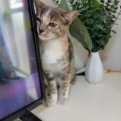 もうじき、生後6ヶ月メス