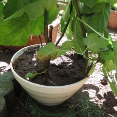 鉢植えイチジクの木　鉢の大きさ＝φ300×160mm　木の高さ＝約1000mm 株から枝が３本出ています。約10年物です。の画像
