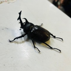 異型 国産カブトムシ  オスの画像