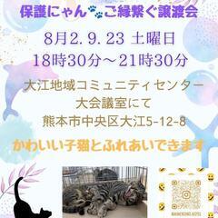 8/2😺子猫＆大人猫🐾ご縁繋ぐ譲渡会in大江
