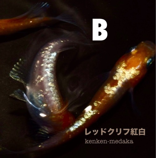 コンプ多数！ 紅白生写真1 メダカ 【レッドクリフ紅白】Aタイプ 1ペア＋2メス (KenKen