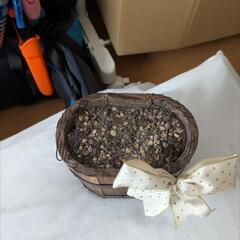 📙☕ミニ観葉植物ウッドプランター    📙☕木製   📙☕観葉植物に最適    📙☕多肉植物にも最適   📙☕ミニサボテンにも最適    📙☕リボン付属の画像
