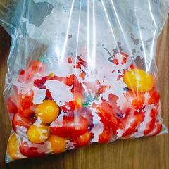 31日収穫🍅アイコ🍅の画像