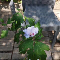 ムクゲの苗、鉢ごと。の画像