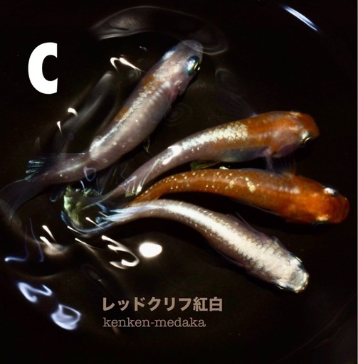 コンプ多数！ 紅白生写真1 金魚王子】桜錦 10.5cm前後 (個体番号：vfr383) | 金魚