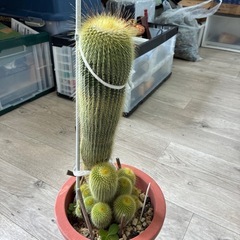 サボテン　植物　子株　鉢の画像