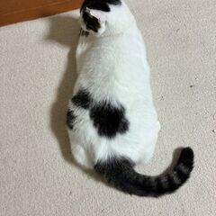 トライアル決定のため、一旦募集を停止します🐱避妊手術済み・左耳カットあり🐱約1才4ヶ月のキジ白の女の子 - 横浜市