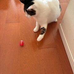 トライアル決定のため、一旦募集を停止します🐱避妊手術済み・左耳カットあり🐱約1才4ヶ月のキジ白の女の子 - 猫