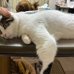 トライアル決定のため、一旦募集を停止します🐱避妊手術済み・左耳カットあり🐱約1才4ヶ月のキジ白の女の子 − 神奈川県