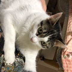 トライアル決定のため、一旦募集を停止します🐱避妊手術済み・左耳カットあり🐱約1才4ヶ月のキジ白の女の子 - 里親募集