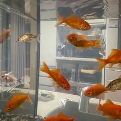 0円　金魚　引き取り探してますの画像