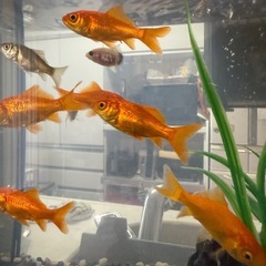 0円　金魚　引き取り探してますの画像