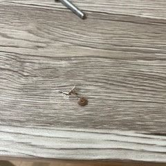 ダイニングテーブル　一週間限定の画像