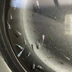 🔷♦︎清流きりゅうメダカ♦︎🔷稚魚　10匹の画像