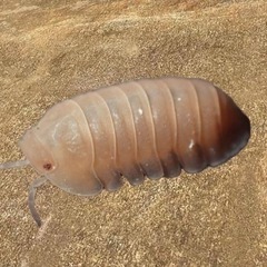 【配送】自由研究におすすめ！ピンク色のダンゴムシ　幼体10匹の画像