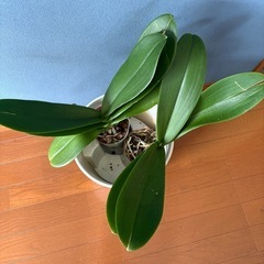 咲き終わり胡蝶蘭2株と鉢の画像