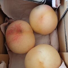 7/31（木）の22時まで受付🌟　ワケアリです⑥ 清水白桃発祥の地の桃 清水白桃🍑　3個入りの画像