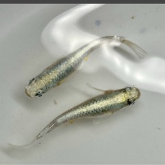 メダカ　エメキンレクリス　4匹の画像