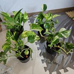 〖観葉植物〗ポトス　1ポット200円の画像
