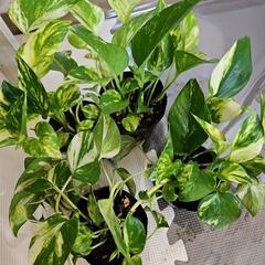 〖観葉植物〗ポトス　1ポット200円の画像