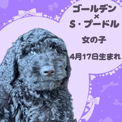 ゴールデンドゥードルの女の子