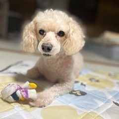 トイプードル　１１歳♀