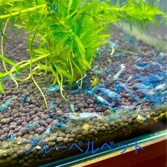 ブルーベルベット10匹1,000円 の画像