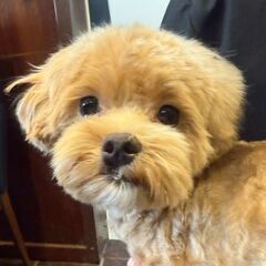 【一時停止：応募多数の為（たくさんのお問い合わせありがとう…