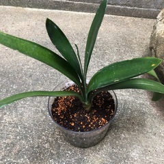 胡蝶蘭の画像