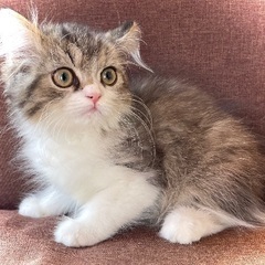 ワンプライス特価5万円のサイベリアン男の子✨