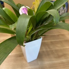 グズマニア　鉢付き　植物の画像