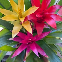 グズマニア　鉢付き　植物の画像