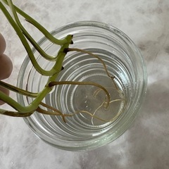 ポトスの画像