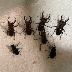 ミヤマクワガタWDの画像