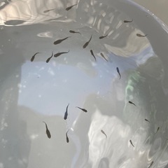 改良メダカ　ブラックダイヤヒレナガ　10匹の画像